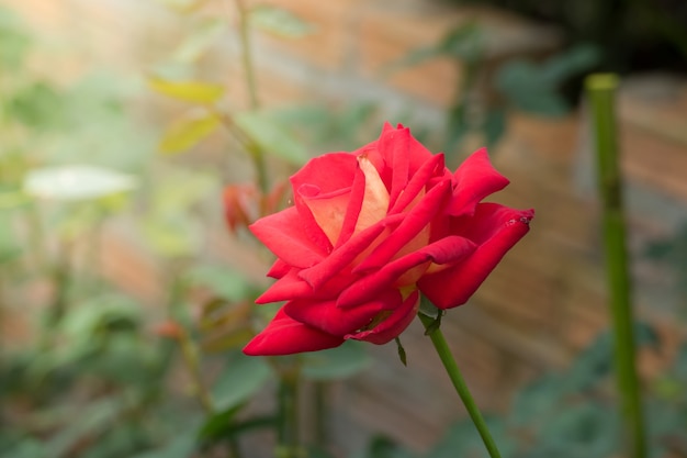 Roses in the garden 