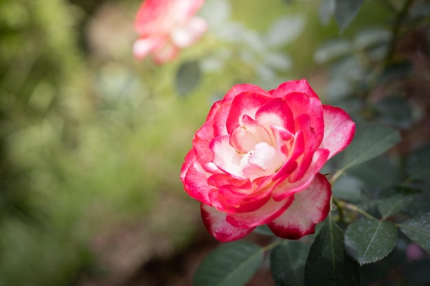 Roses in the garden