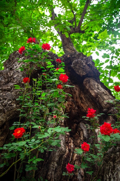 The roses grow in the mulberry tree