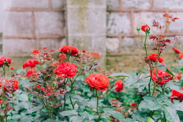 Roses on an old wall Old brick wall, hundreds of years old, with climbing roses blossoming.