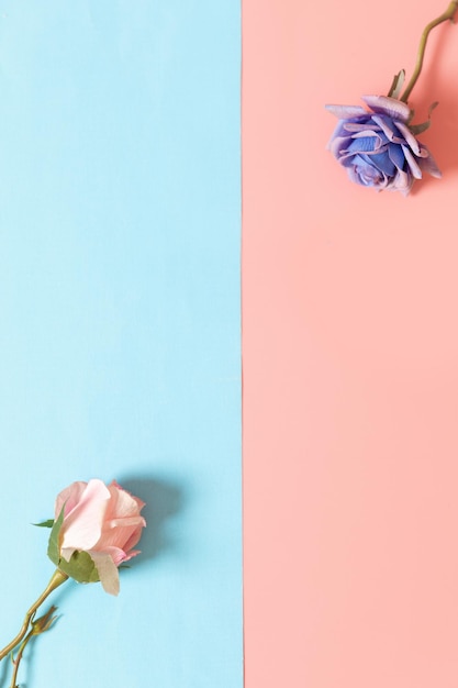 Roses on pink and blue backgrounds