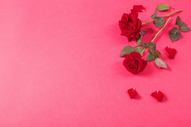 Roses on pink paper background