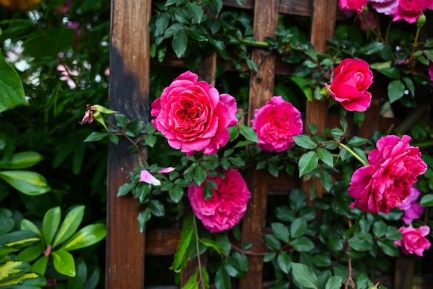 Roses planted in the garden