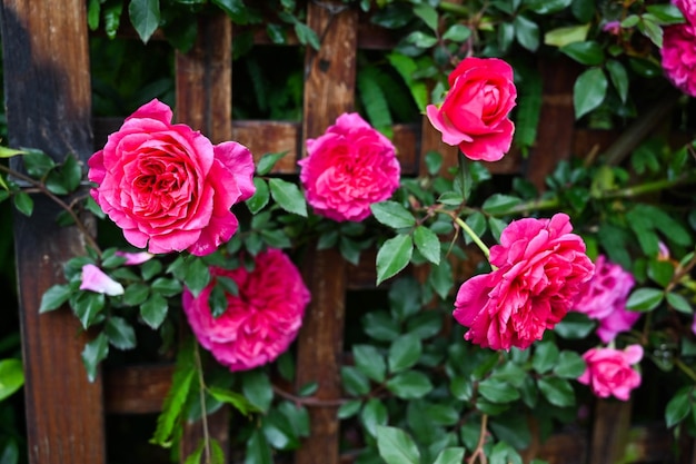 Roses planted in the garden