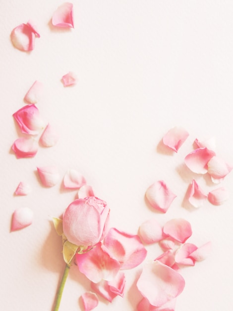 Roses and rose petals on a textured paper pink