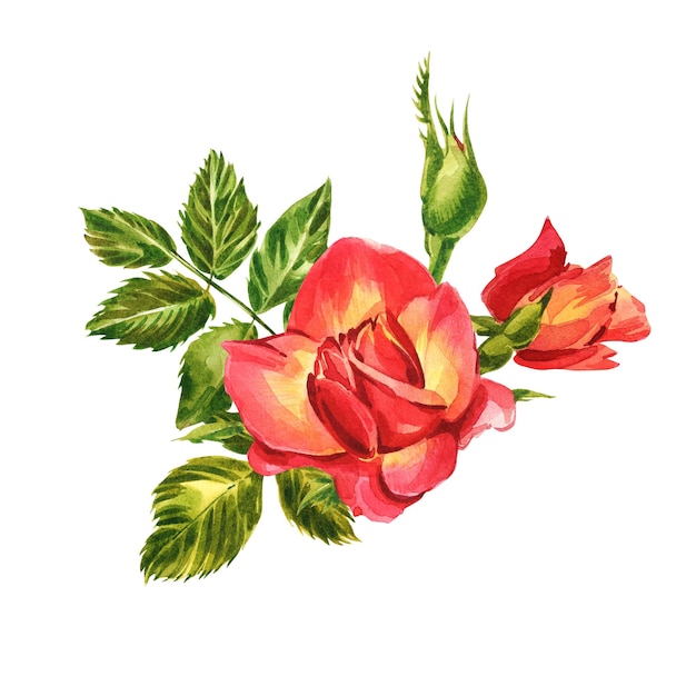 Roses set. Watercolor illustration of a delicate pink rose. Botanical illustration.