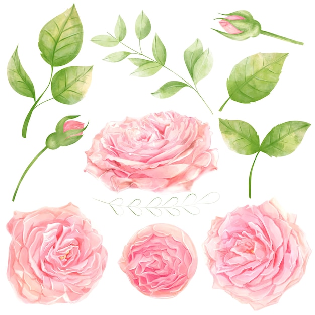 Roses Watercolor Romanic Clipart Leaf isolations for design