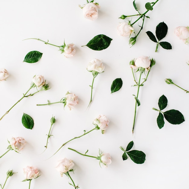 Roses on white