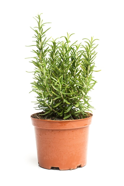 A rosmary plant in a plastic pot on a white background