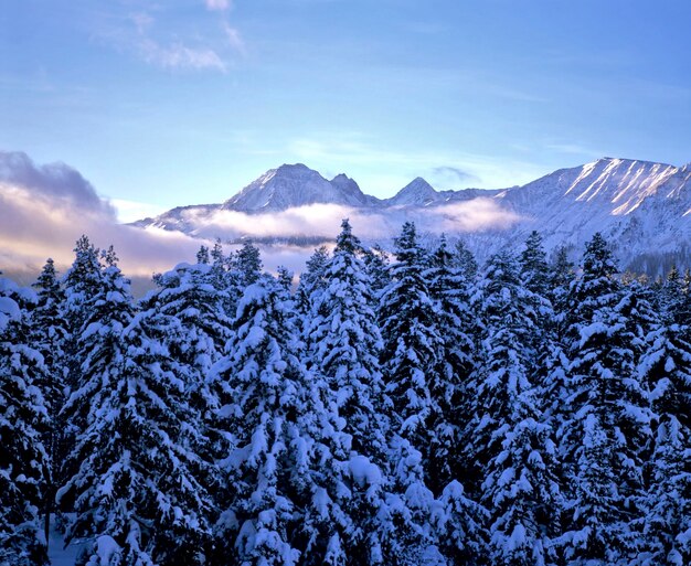 Photo rosskogel in the stubai alps winter forest tyrol austria