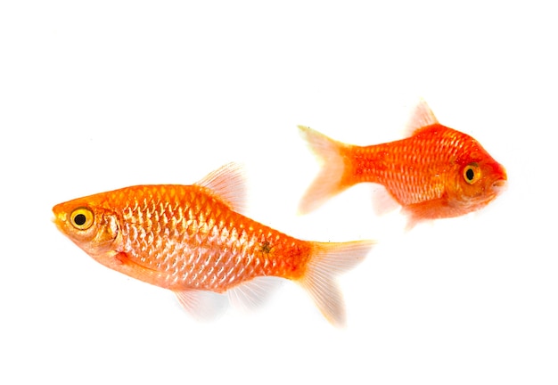 Rosy barb in front of white background