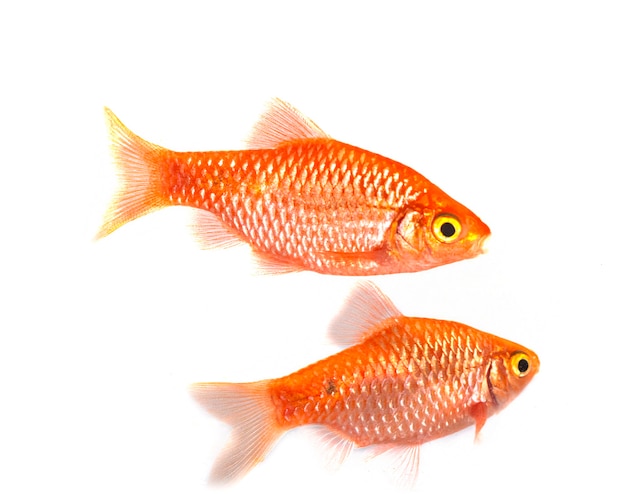 Rosy barb in front of white background