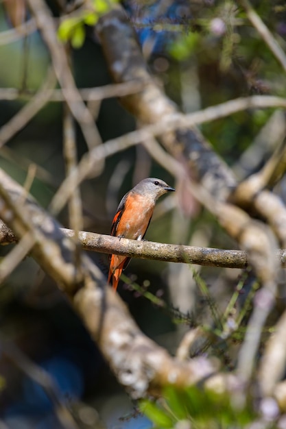 Rosy Minivet bird on branch in national park