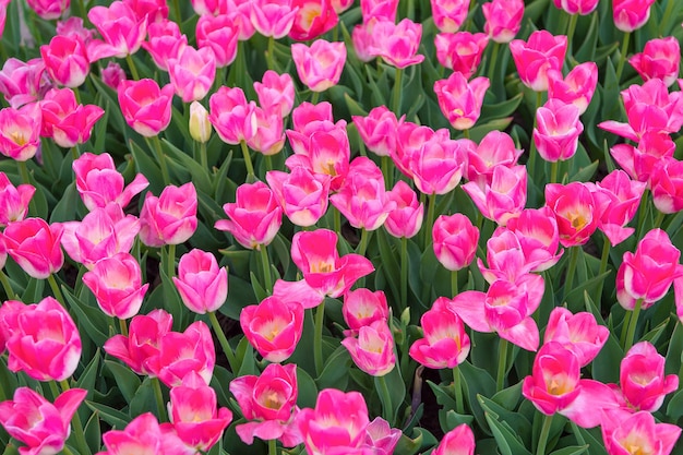 Rosy pink flower that bloom in middle of spring. Adorable tulips. Tulips farm. Tulips field. Mothers day. Womens day concept. Spring season. Pleasant aroma. Gardening concept. Grow flowers garden.