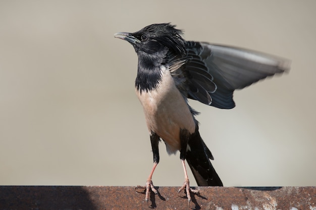 The Rosy Starling Sturnus roseus is standing