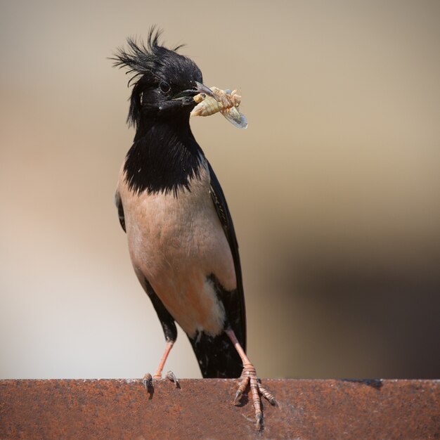 The Rosy Starling Sturnus roseus is standing