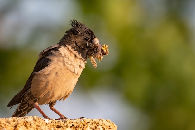 The rosy Starling (Sturnus roseus) sits on a stone with a bunch of grasshoppers in its beak.