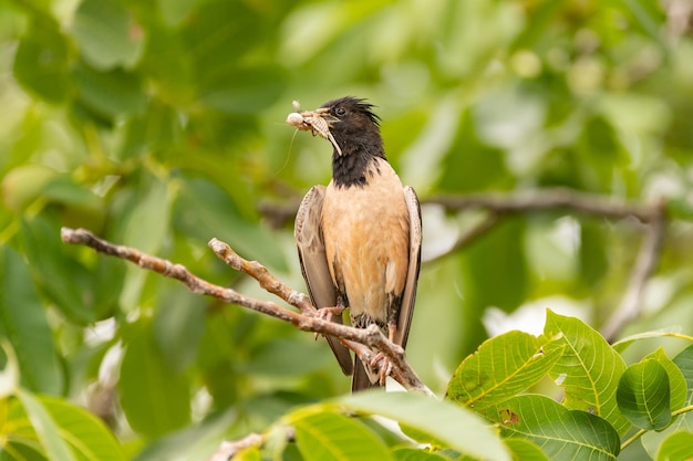 Rosy Starling Sturnus roseus sitting on a branch with insects in its beak