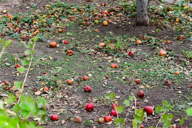 Rotten apples on the ground Spoiled apple crop Fruits infected with apple monilia fructigena