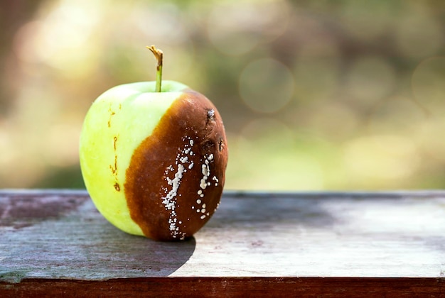 Rotten spoiled apple The concept of a bad harvest