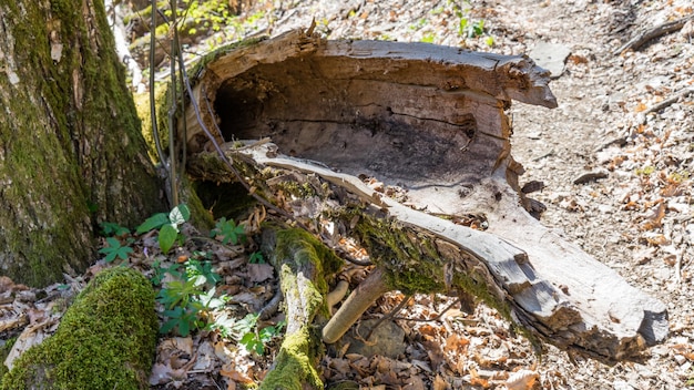 Rotten wood. Broken timber in forest of Sochi, Russia.