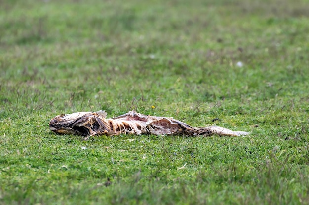 Rotting dead fish on the meadow