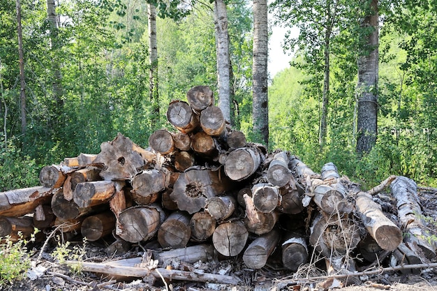 Rotting outdoors in forest dry logs wood of birch