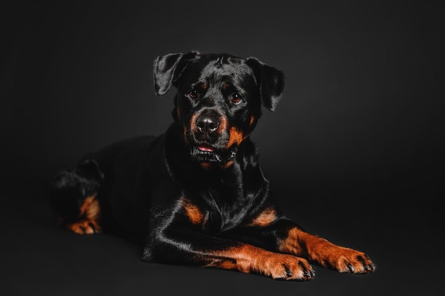 Rottweiler dog on a black background in the studio