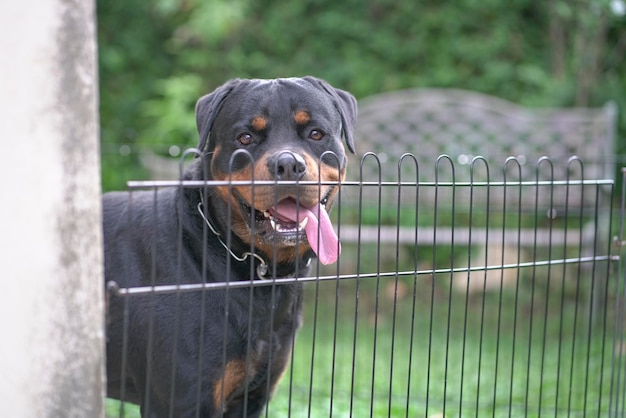 Rottweiler dog behind fence