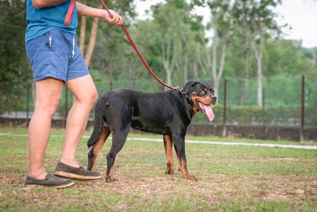 Rottweiler dog posing outdoors on a leash standing next to pet owner