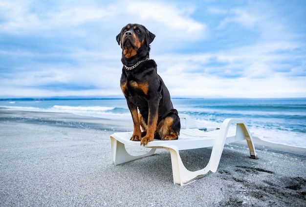 Rottweiler dog resting on a deck chair on the beach