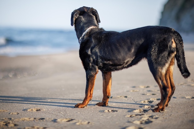 Rottweiler dog sits on the beach against the backdrop of the sea