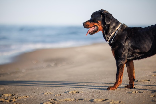 Rottweiler dog sits on the beach against the backdrop of the sea