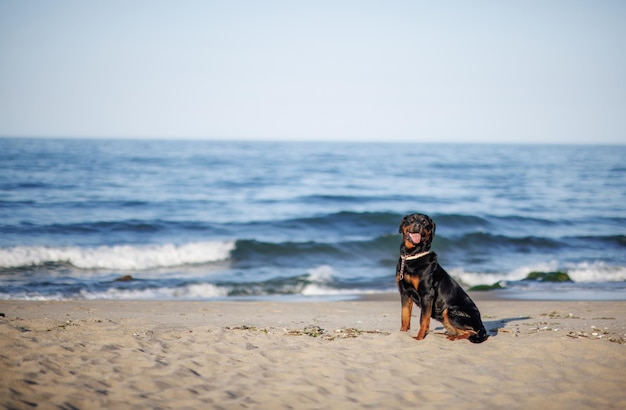 Rottweiler dog sits on the beach against the backdrop of the sea