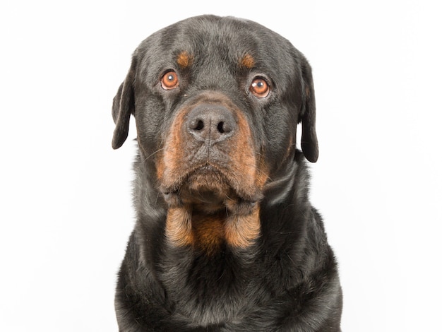 Rottweiler dog sitting down and isolated on white