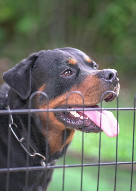 Rottweiler dog