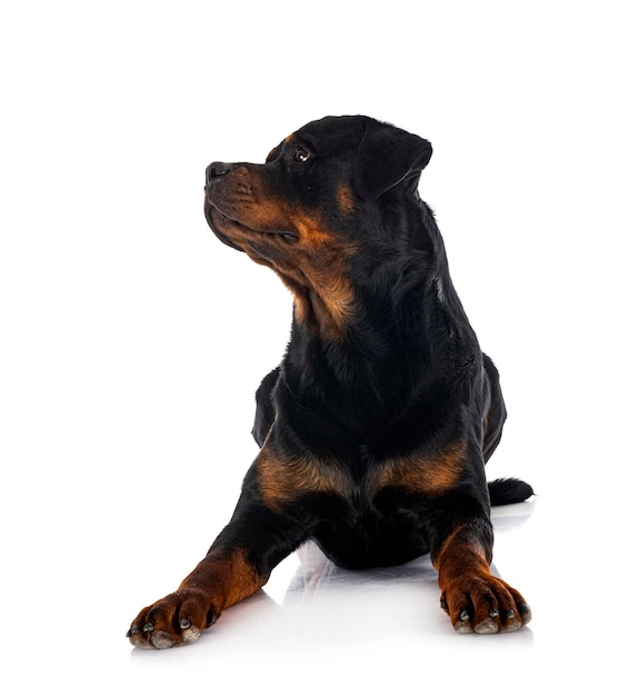 Rottweiler in studio