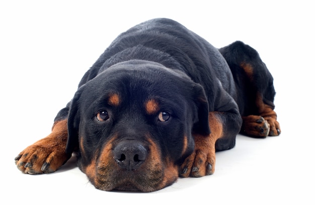 Rottweiler on white