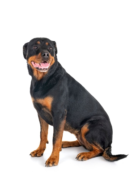 Rottweiler 