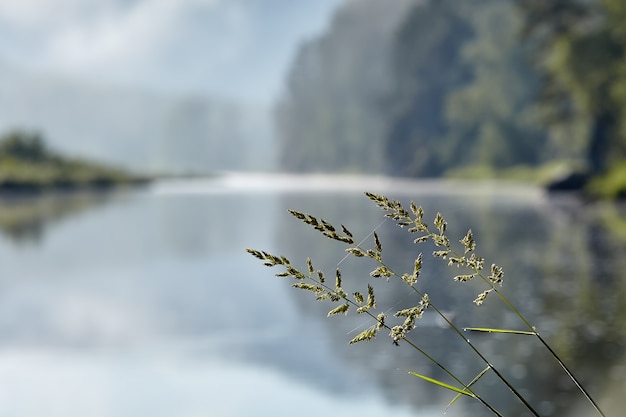 Photo rough bluegrass or poa trivialis lawn grasses herb plant on blurred background of natural landscape with river.