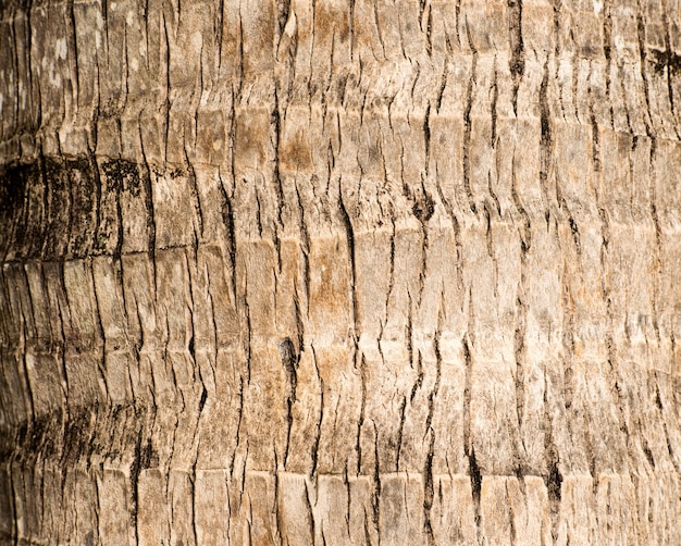 Rough brown palm tree wood bark natural texture background.