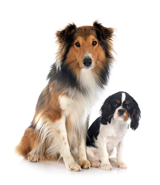 Rough collie and cavalier king charles