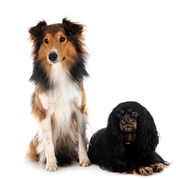 Rough collie and cavalier king charles