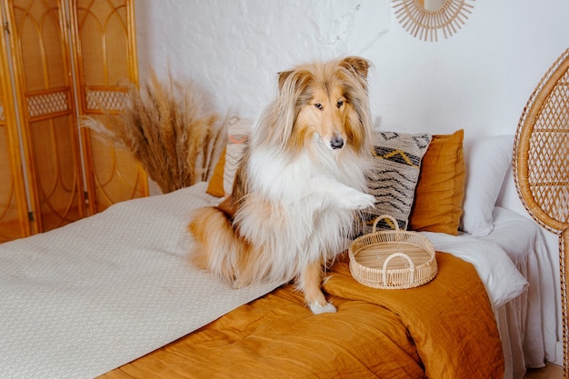 The Rough Collie dog at home Dog inside