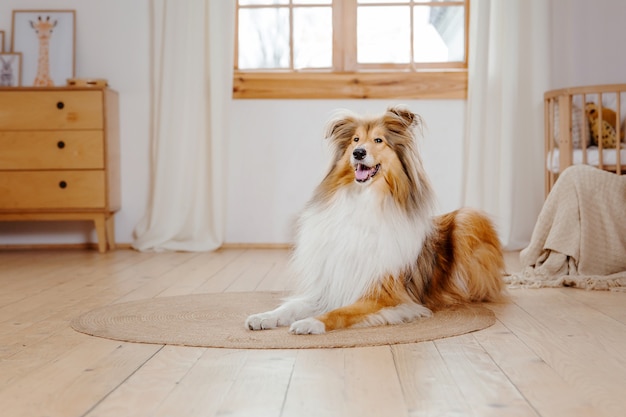 The Rough Collie dog at home Dog inside