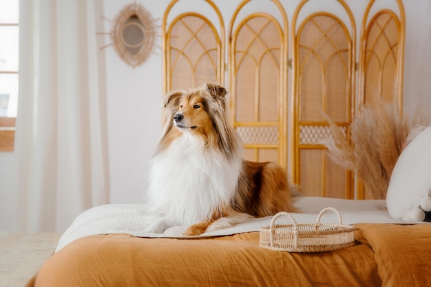 The Rough Collie dog at home Dog inside