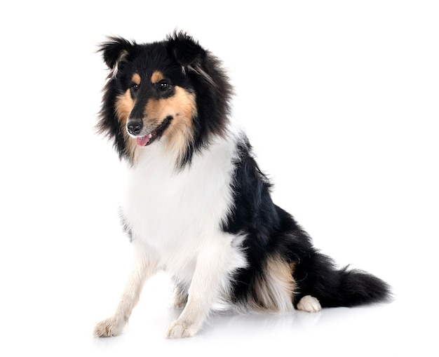 Rough collie in studio