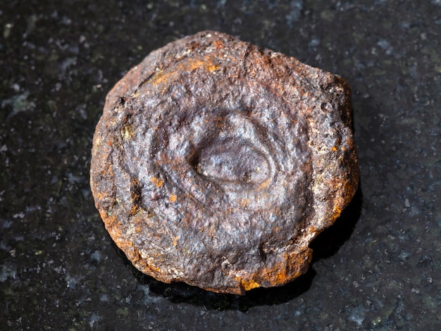 Rough lake iron ore coin type limonite on dark