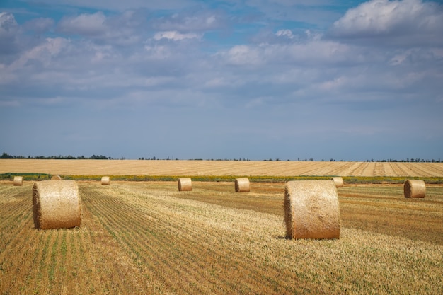 Round bales of hay in the field in harvest season