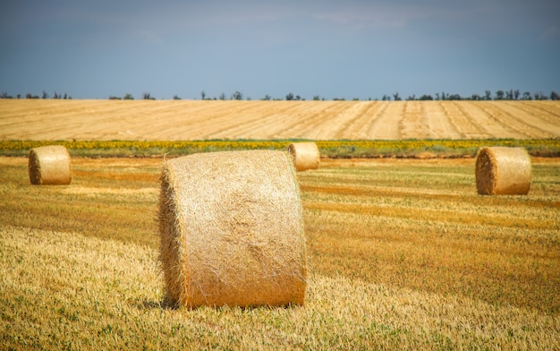 Round bales of hay in the field in harvest season